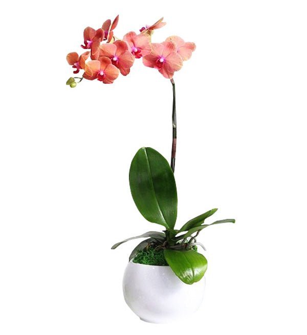 Cách nhân giống lan hồ điệp từ keiki — Hoa Sài Gòn
