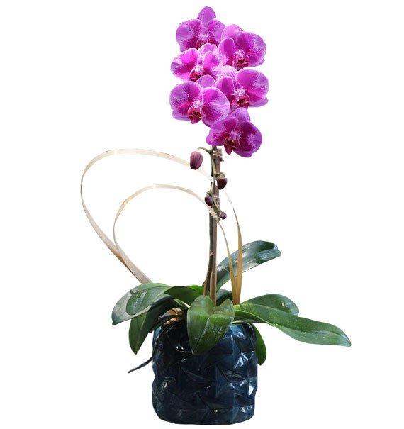 Cách tưới nước lan hồ điệp đúng cách — Hoa Sài Gòn