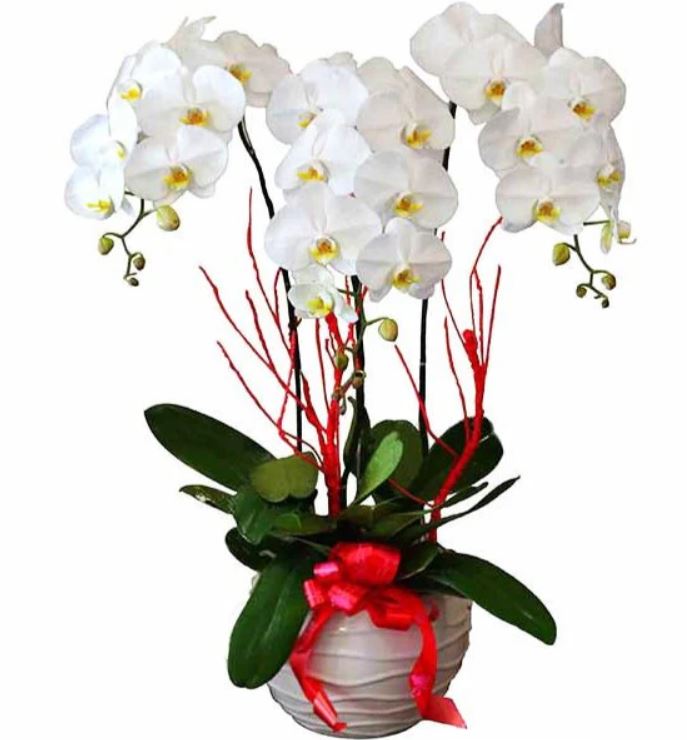 Lan hồ điệp 3 cành — Hoa Sài Gòn