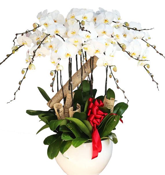 Lan hồ điệp 9 cành — Hoa Sài Gòn