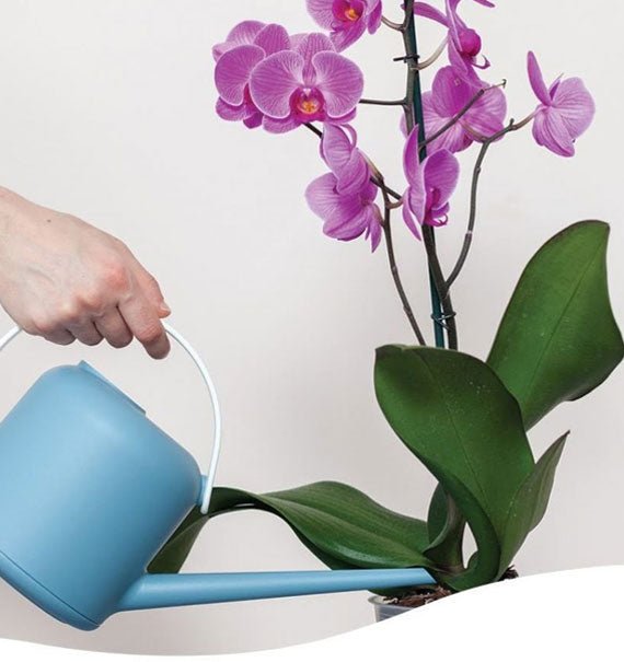 Mách bạn cách tưới lan hồ điệp không phải ai cũng biết - Hoa Sài Gòn