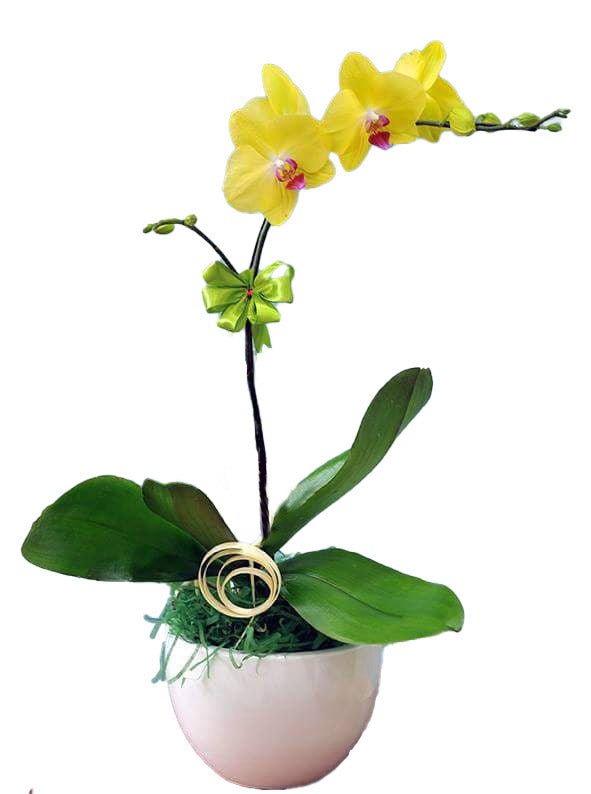 Vị trí đặt chậu lan hồ điệp — Hoa Sài Gòn