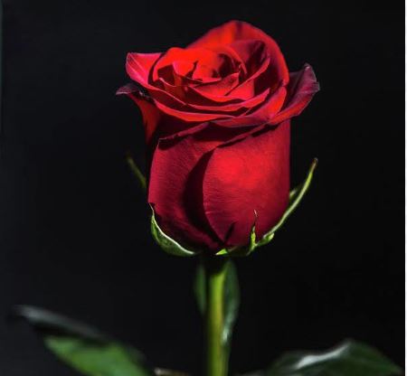 5 Loài hoa tượng trưng cho sự mạnh mẽ - Hoa Sài Gòn