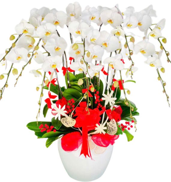 Cách thay chậu cho lan hồ điệp — Hoa Sài Gòn