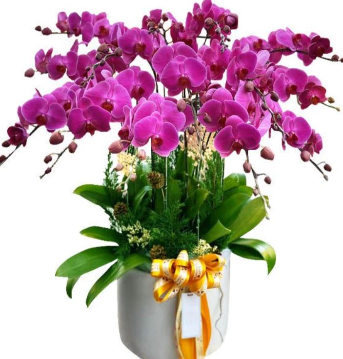 Hoa lan hồ điệp đẹp quà tặng sang trọng — Hoa Sài Gòn