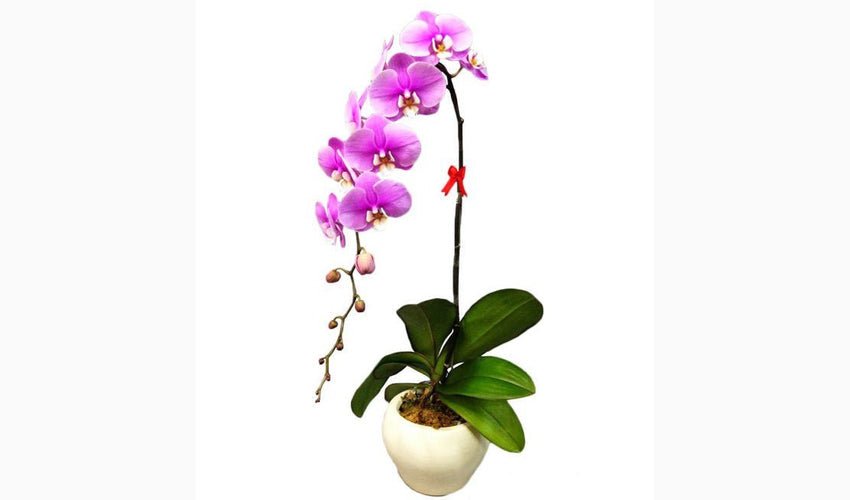 Hoa Tulip 20/10 Quà Tặng Sang Trọng — Hoa Sài Gòn