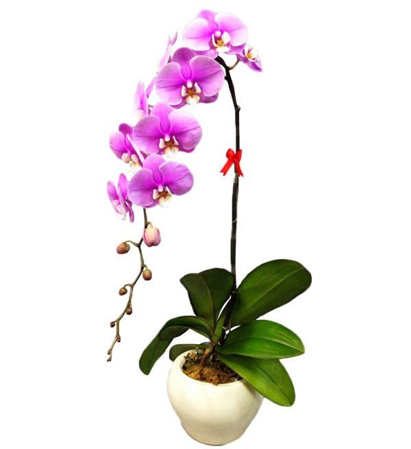 Nhiệt độ ánh sáng phù hợp cho lan hồ điệp — Hoa Sài Gòn