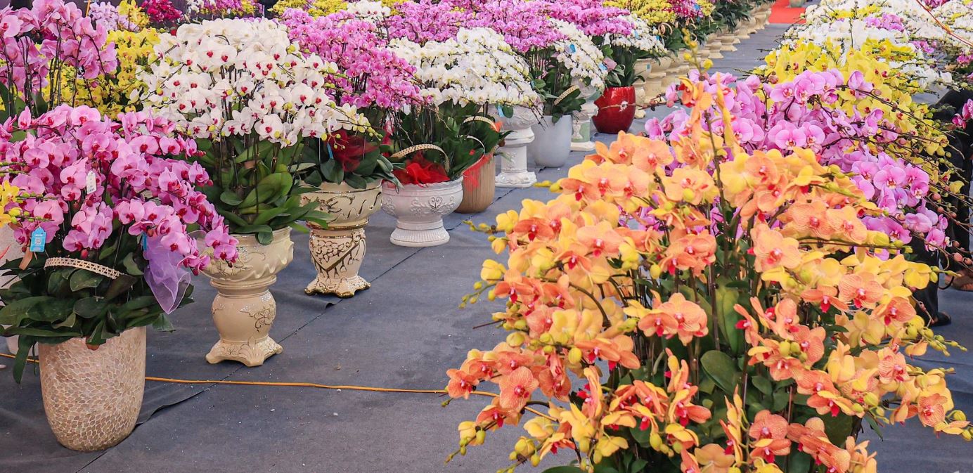 Ý nghĩa hoa lan hồ điệp trong văn hóa Việt — Hoa Sài Gòn