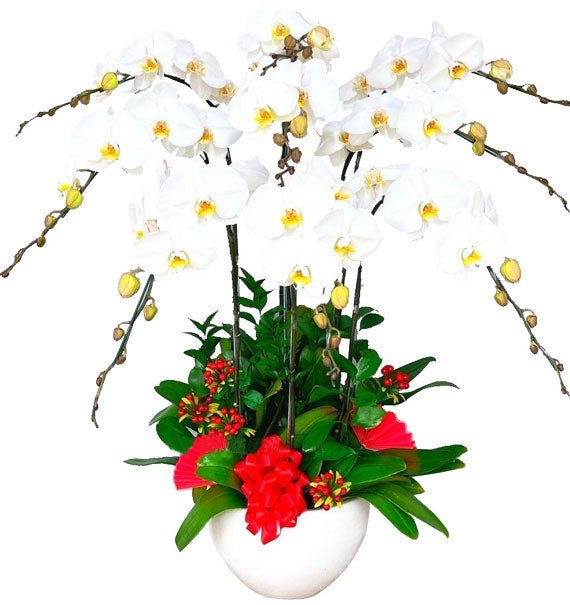 Ánh Sáng Huy Hoàng