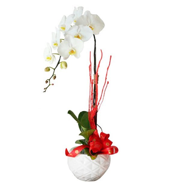 Bạch Hoa Tuổi Ngọc