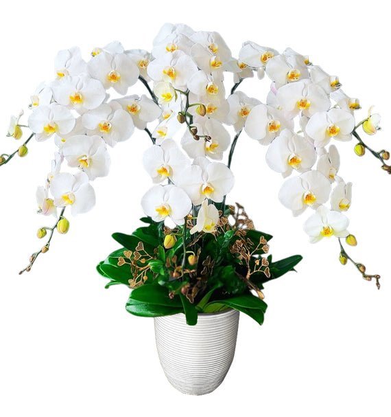 Bạch Phát Khai Lộc