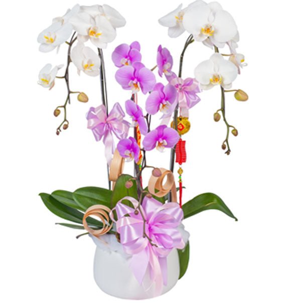 Vườn Sắc Mộng Mơ