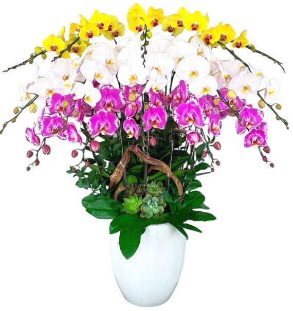 Bay Giữa Trời Hoa