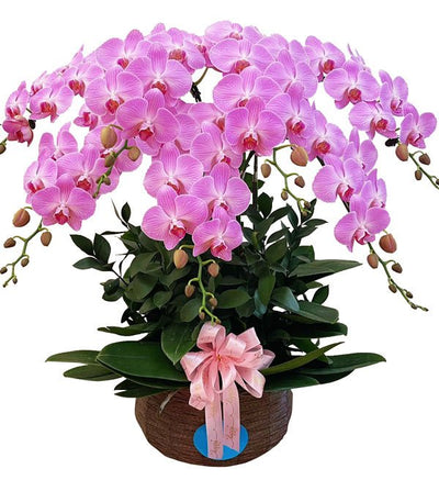 Bảy Màu Thương Nhớ