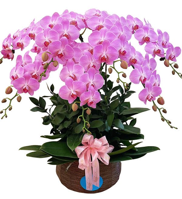 Bảy Màu Thương Nhớ