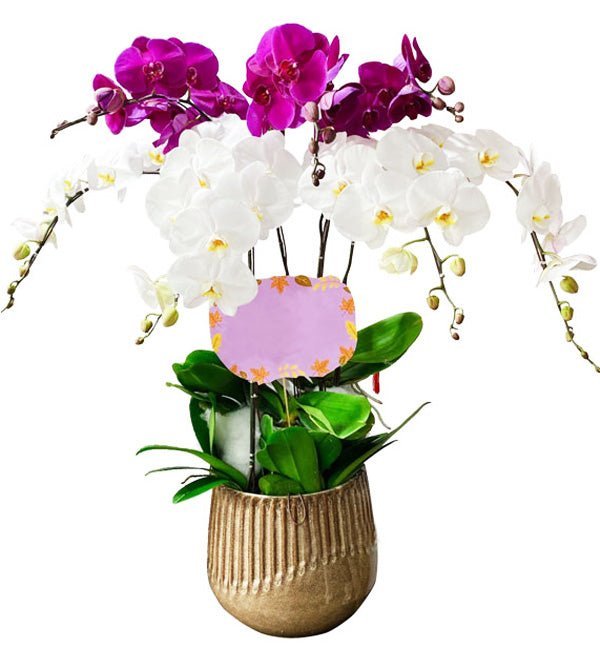 Bảy Nụ Cười Hoa