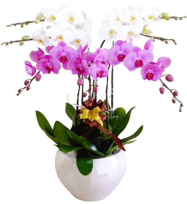 Bảy Sắc Vinh Hoa