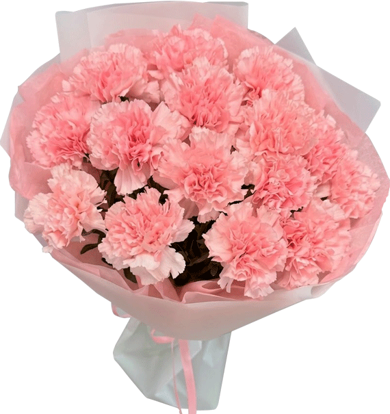 Cẩm Chướng Ngọt Ngào