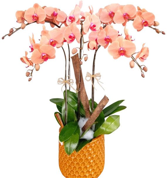 Cam Lộc - Hoa Sài Gòn