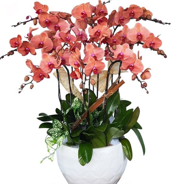 Cam Sắc Thành Công