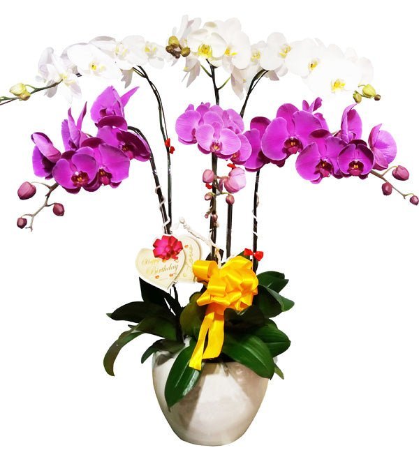 Cánh Lộc Vươn Xa