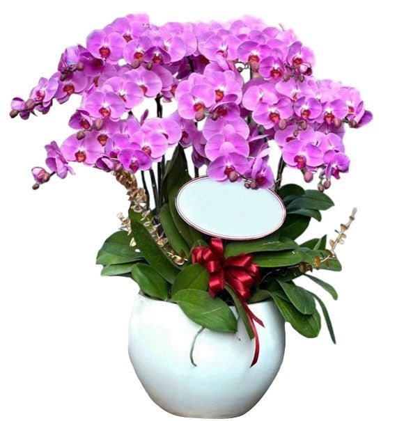 Cát Tường Khai Hoa