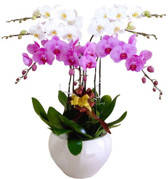 Cát Vượng Đa Sắc