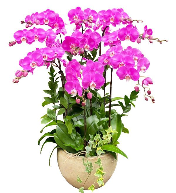 Cửu Hoa Vinh Quang