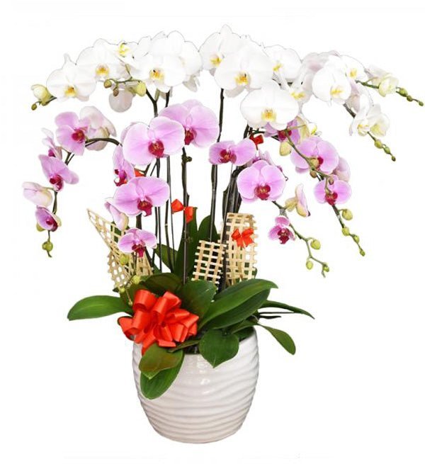 Cửu Long Tụ Bảo