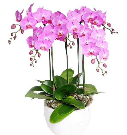 Cửu Sắc Vinh Hoa