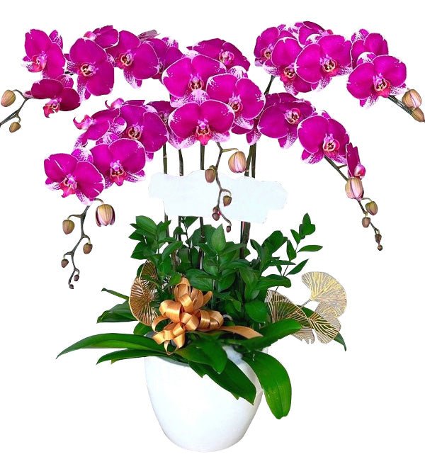 Cửu Tử Cát Tường