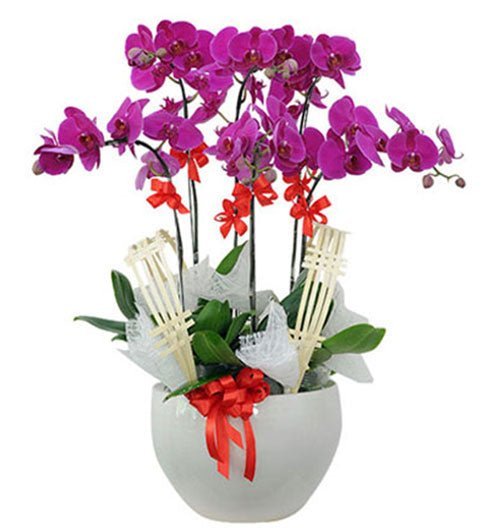 Cửu Tử Qúy Phủ