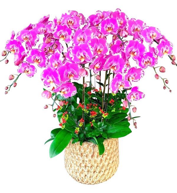 Cửu Vận Phát Tài