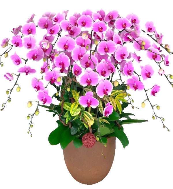 Diễm Hoa Trọn Năm