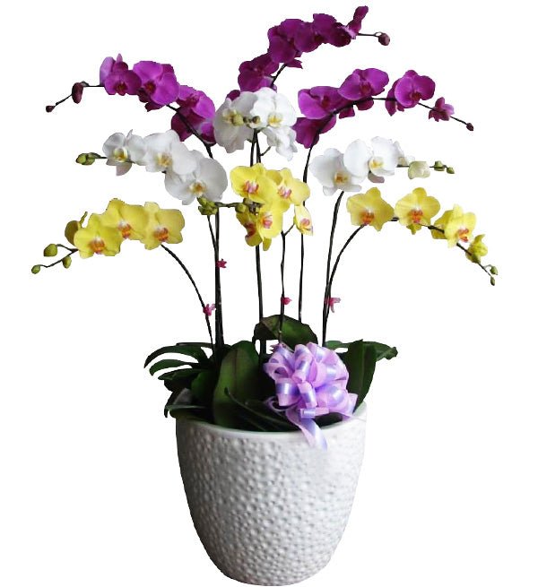 Diệp Quang Trường Tồn