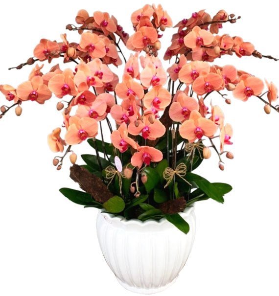 Đồng Hành Phát Đạt