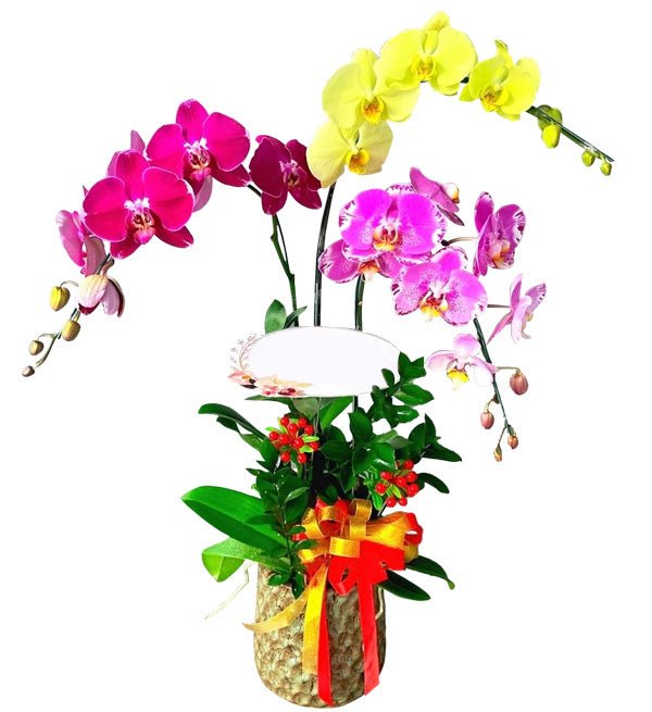 Giai Điệu Nhẹ Nhàng - Hoa Sài Gòn