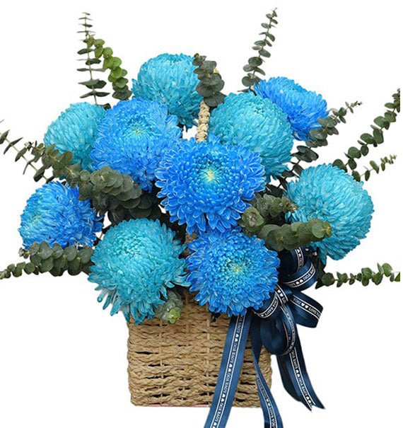 Glow & Grow - Hoa Sài Gòn