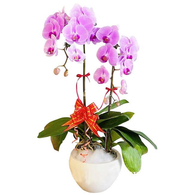 Hai Mùa Thương Nhớ