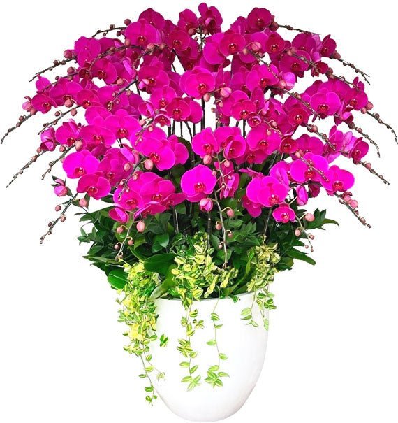 Hồ Điệp Dịu Dàng 