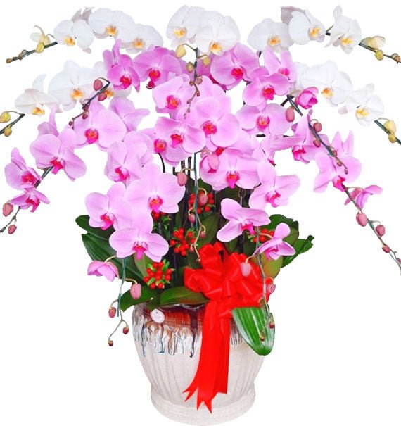 Hồ Điệp Huyền Sắc