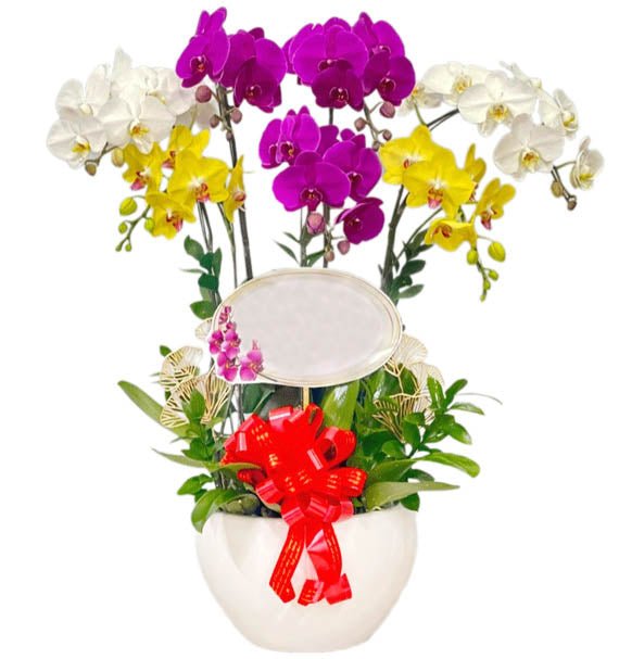 Hoa Đón Bình Minh