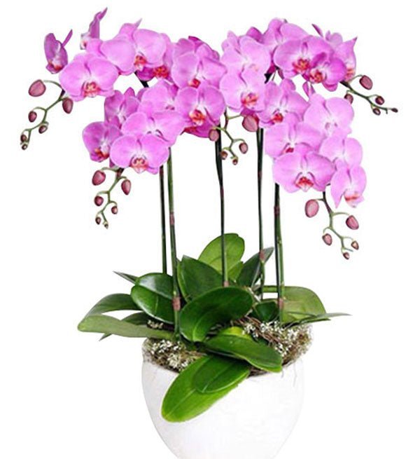 Hoa Niên Rực Rỡ