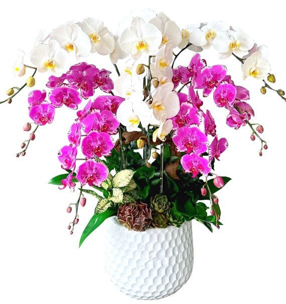 Hòa Sắc Phát Tài