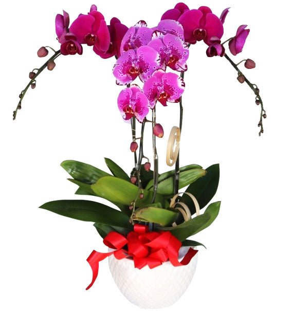 Hoa Tím Đăng Quang