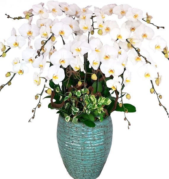 Hoàng Gia Qúy Phái