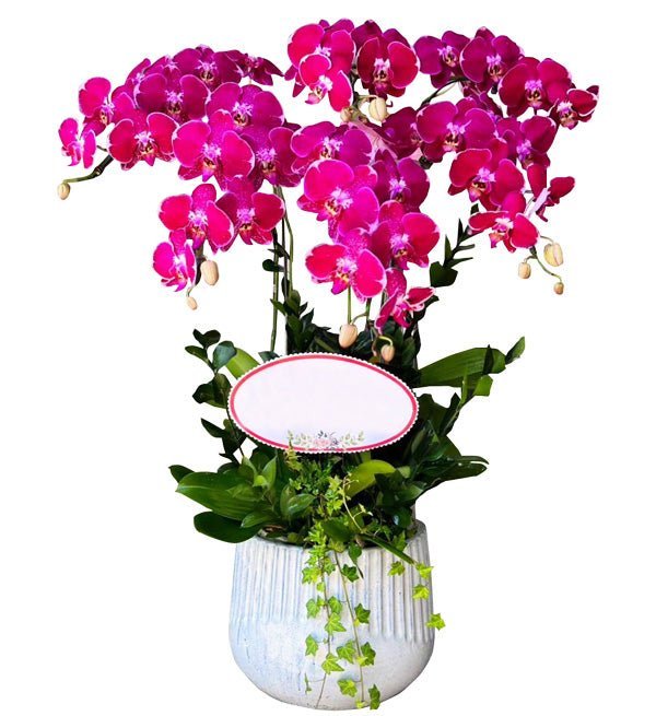 Hoàng Gia Tử Sắc