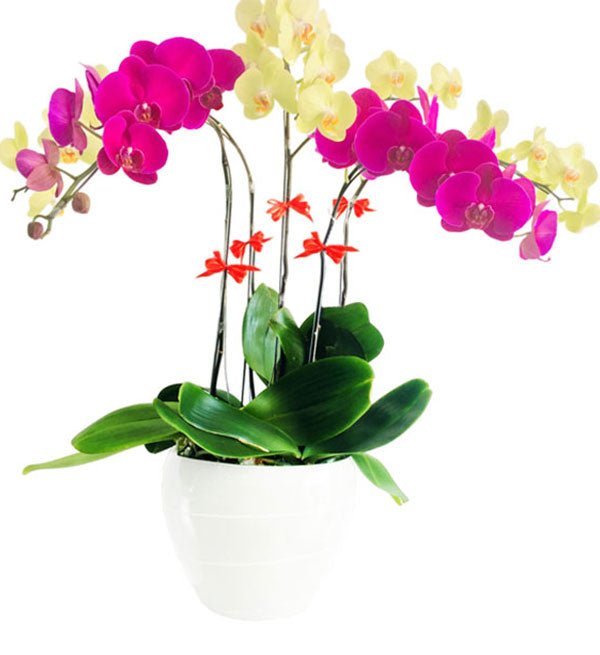 Hoàng Kim Khởi Nghiệp