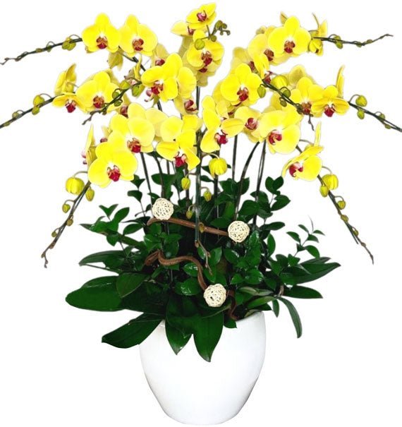 Hoàng Sắc An Viên