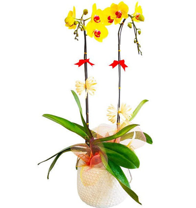 Hoàng Vận Phát Tài